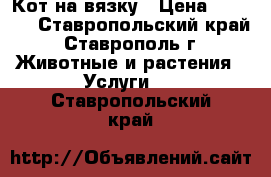  Кот на вязку › Цена ­ 2 000 - Ставропольский край, Ставрополь г. Животные и растения » Услуги   . Ставропольский край